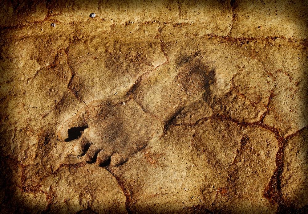 1.5-Million-Year-Old Footprints Reveal Two Early Human Species Shared Habitat