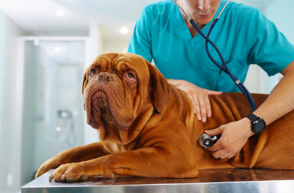 Pet Cloning is Growing in Popularity: Ethical Debates and Technological Advances