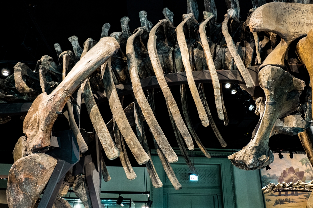 Dinosaur Skeleton Found in Wyoming Sells for Over $6 Million at Auction