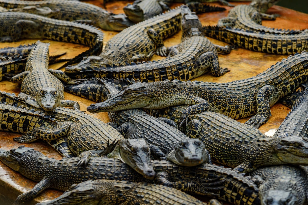 Mexican Cities Grapple with Crocodile Invasions After Storms