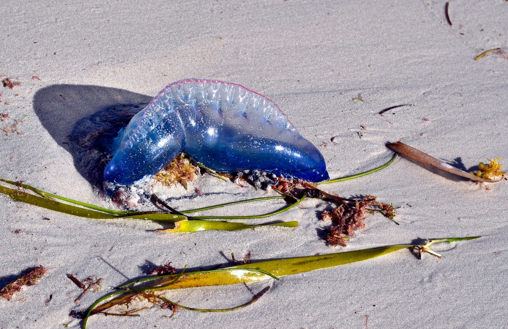 Tourists Cautioned After Bluebottles Invade Popular Beach in Thailand