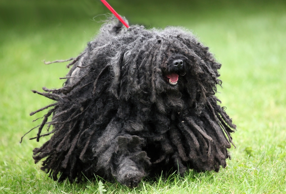 20 High-Maintenance Dog Breeds You Should Avoid If You’re Busy