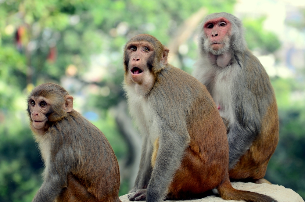 South Carolina Authorities Recover 25 of 43 Escaped Lab Monkeys