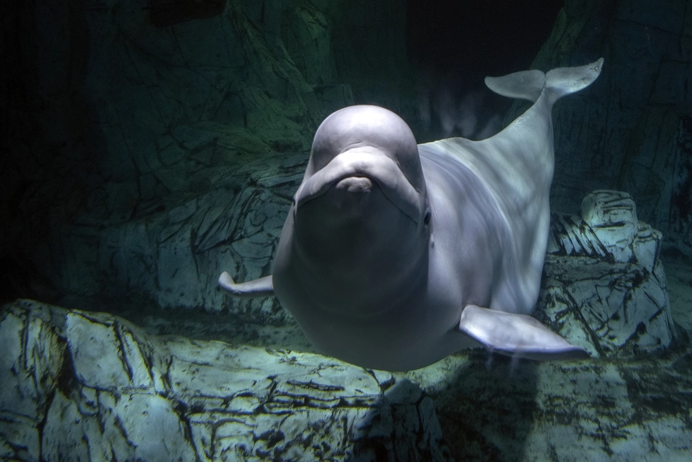 How Hvaldimir, Russia’s “Spy Beluga,” Died: Signs Point to Possible Foul Play