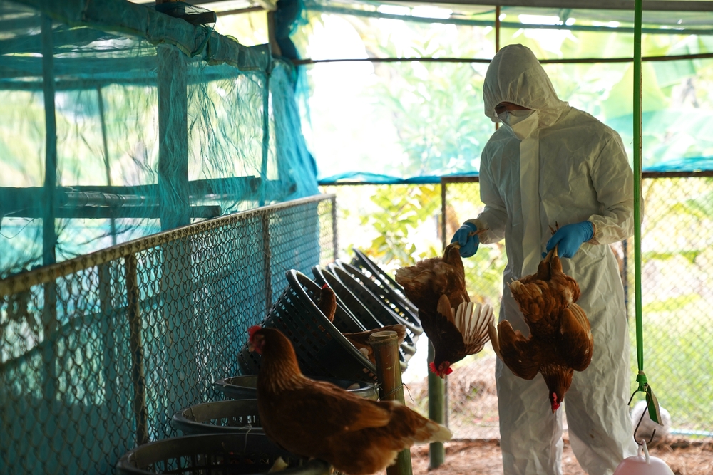 Russian military chief accuses Ukraine of planning deadly bird flu outbreak