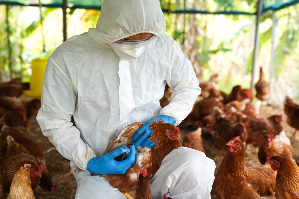 First Human Case of Avian Flu in Canada Confirmed in Teen