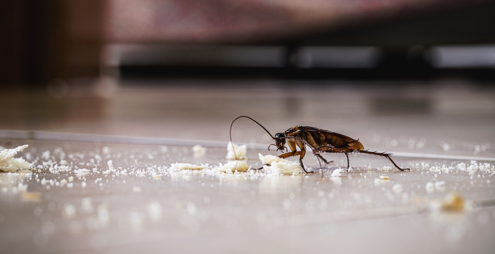 Did You Know This? Why You Should Never Step on a Cockroach Inside Your House