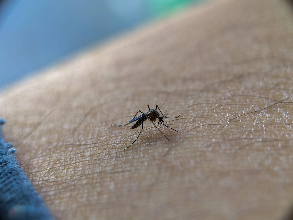 Valencia Lab Fights Dengue Fever with Sterilized Tiger Mosquitoes