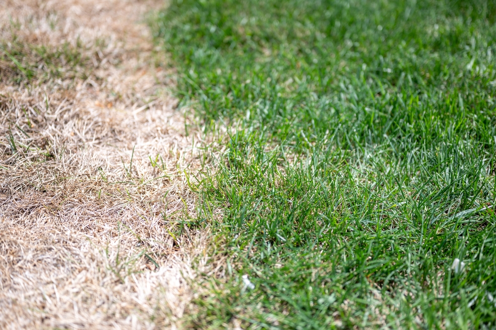 Lime Your Lawn in February: A Gardener’s Trick Not Many Know