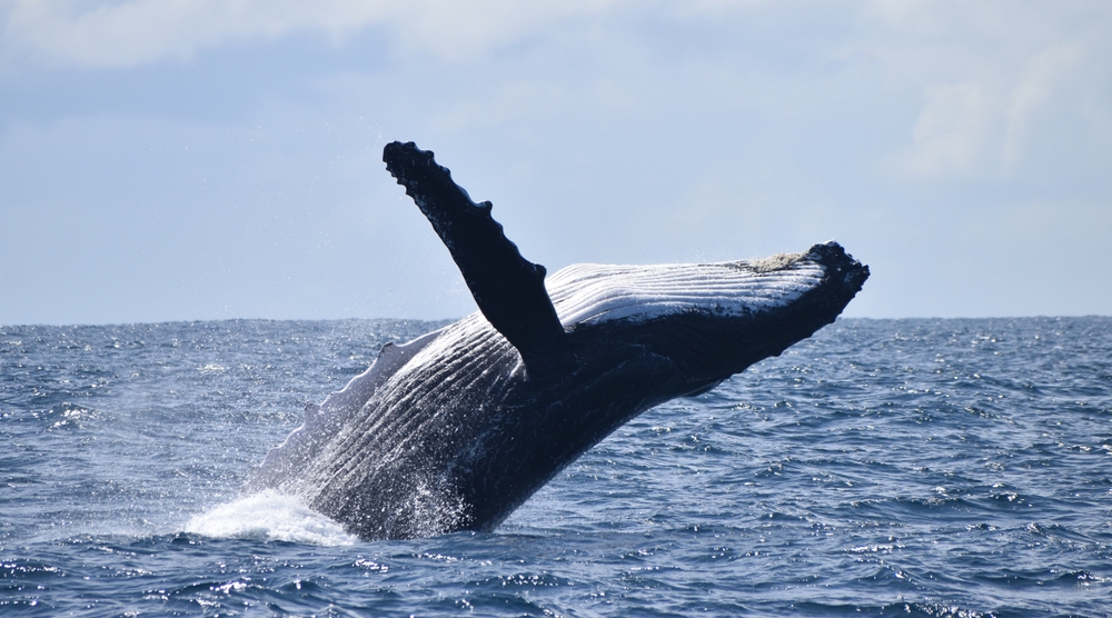 Humpback Whale’s Record-Breaking Migration Astonishes Researchers