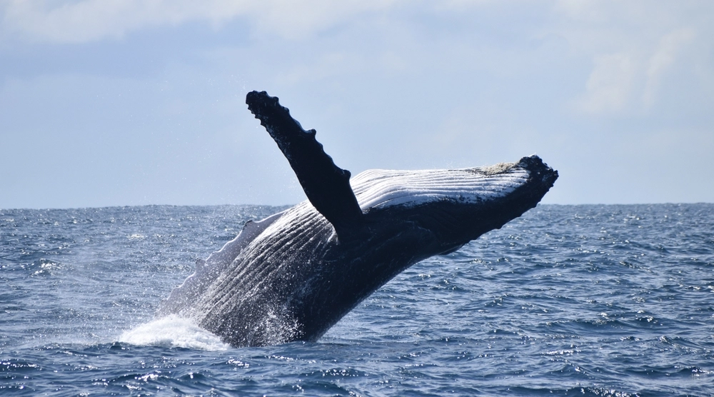 Humpback Whale’s Record-Breaking Migration Astonishes Researchers
