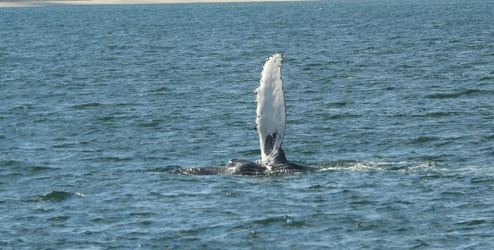 Rare White Humpback Whale Spotted Off the Coast of Argentina