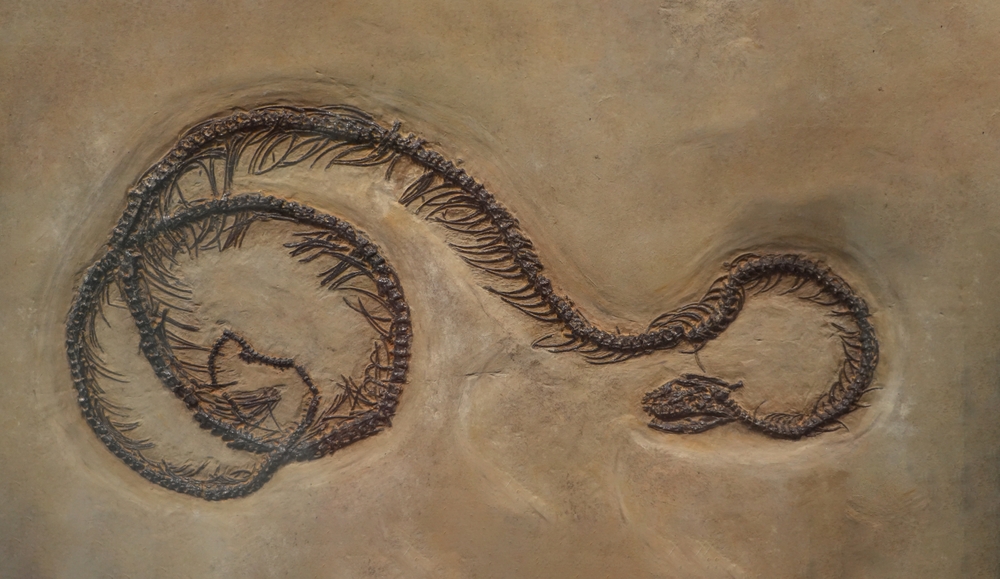 38-Million-Year-Old Fossil of Intertwined Snakes Discovered in Wyoming