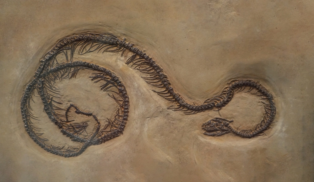 38-Million-Year-Old Fossil of Intertwined Snakes Discovered in Wyoming