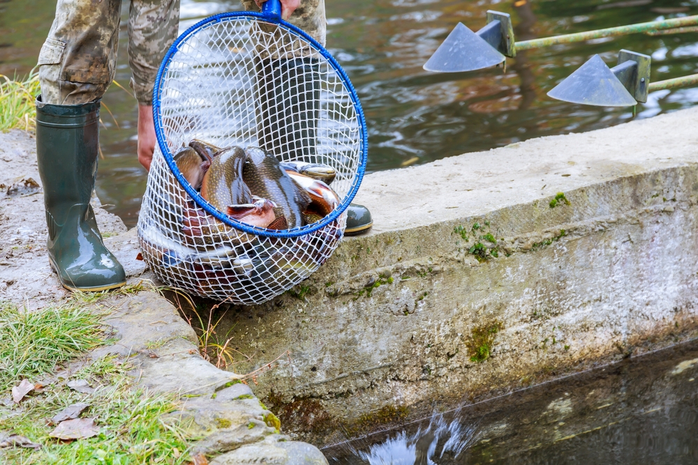 Fish Farm Owner Drowns in Own Fish Pond