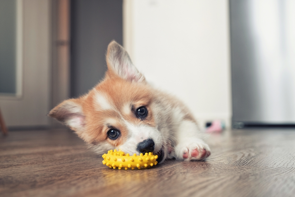 Dogs Don’t Use Shape to Recognize Objects, Study Finds