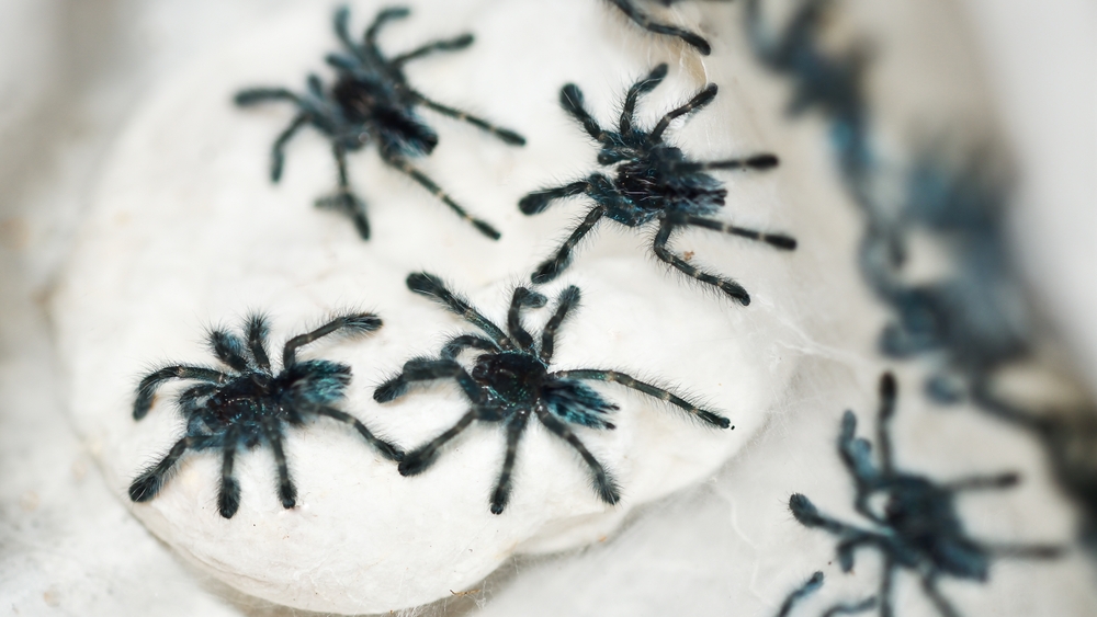 Man Caught Leaving Peru with 320 Tarantulas Taped to His Body