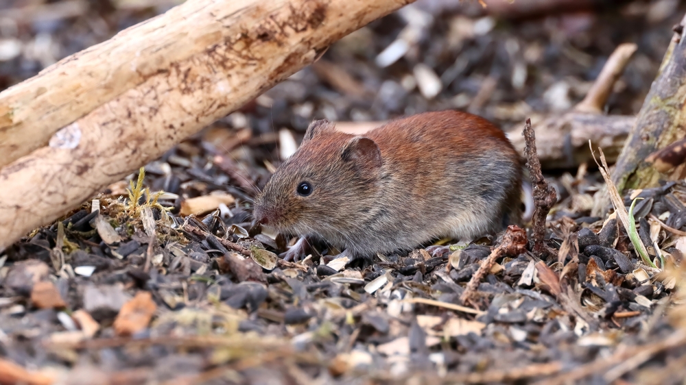 Scientists Have Created a Mouse with Two Fathers in Groundbreaking Experiment