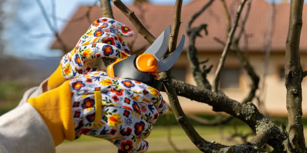 Prune These Trees and Shrubs Before December 15th