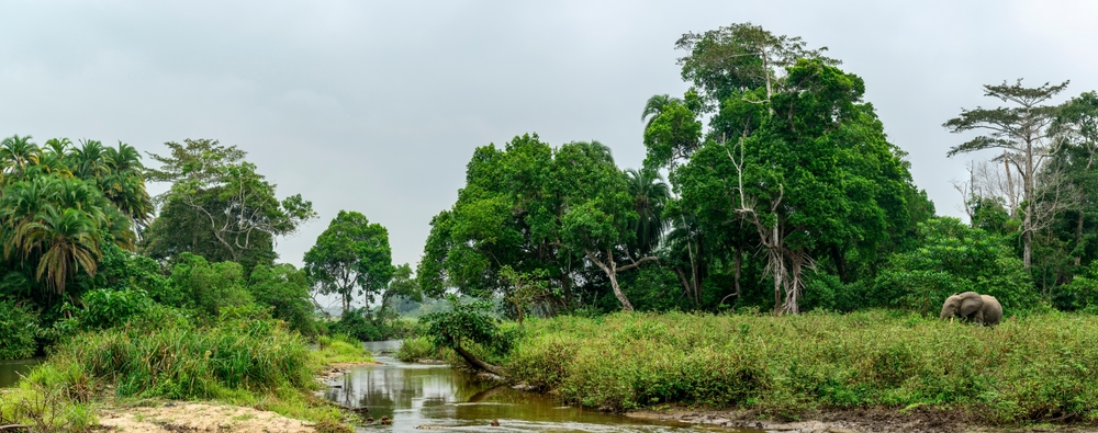 Scientists Discover 742 New Species After Decade of Research in Congo