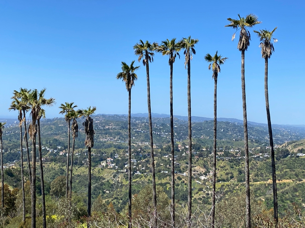The Scientific Reason Palm Trees Survive Los Angeles Wildfires