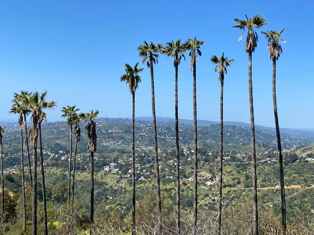 The Scientific Reason Palm Trees Survive Los Angeles Wildfires