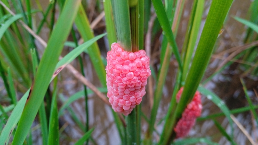 If You Find Pink Eggs in Your Garden, Act Quickly