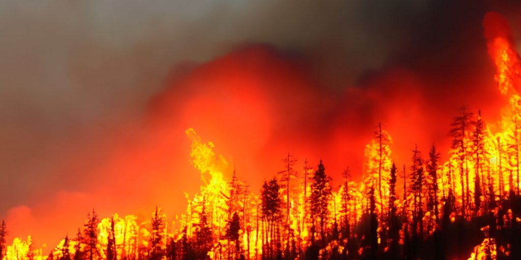 Hawaiian Electric Company admits to causing deadly Maui forest fire