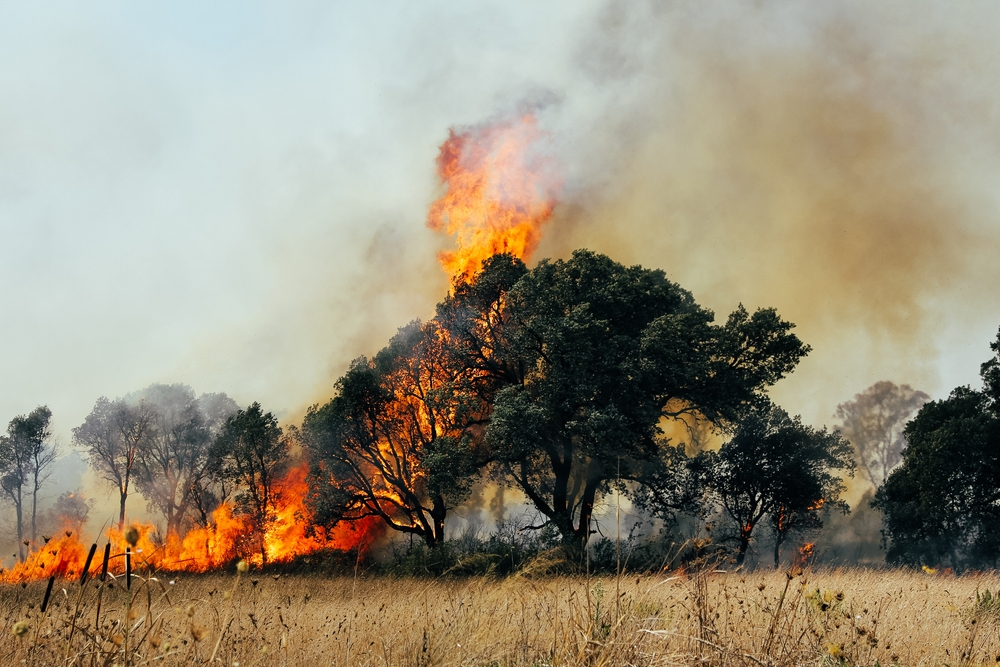 Massive Wildfire in Northern Athens Forces Evacuation of Over 50,000
