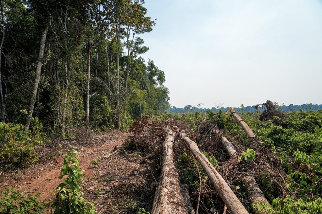 Rainforest Cleared for Highway Ahead of Climate Summit