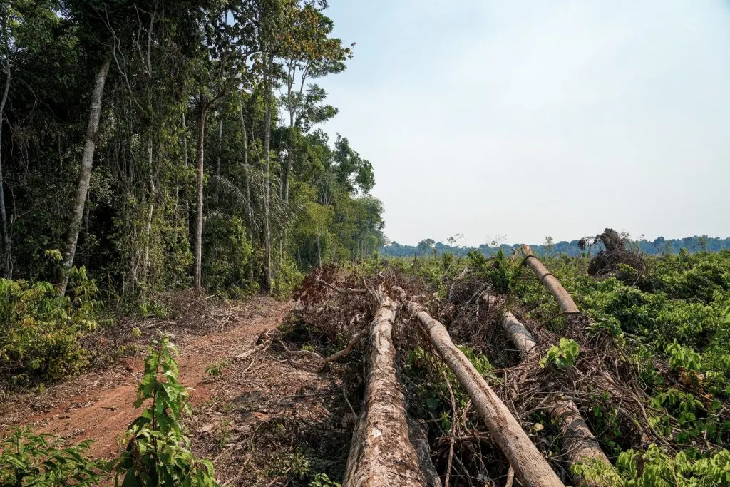 Rainforest Cleared for Highway Ahead of Climate Summit