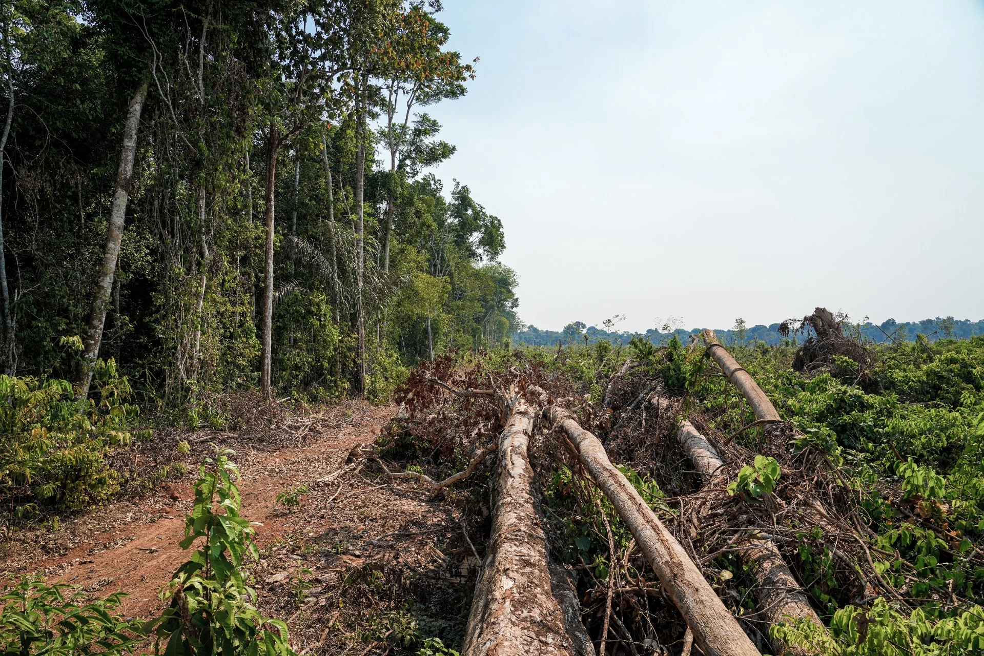Rainforest Cleared For Highway Ahead Of Climate Summit Dagens rainforest-cleared-for-highway-ahead-of-climate-summit-dagens