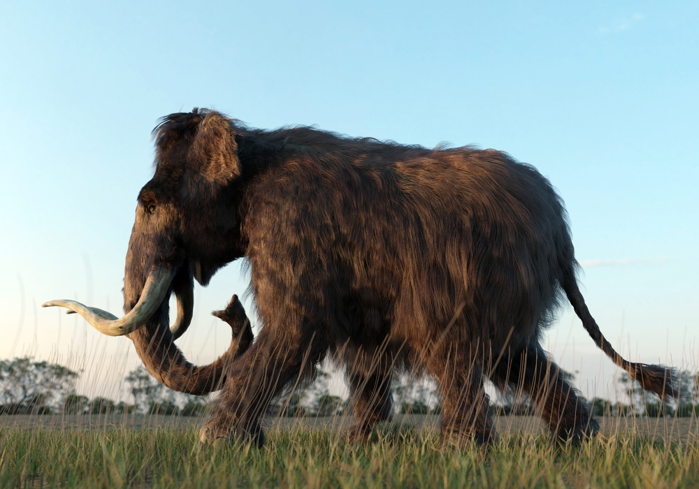 Archaeologists Uncover 13,600-Year-Old Mastodon Skull in Iowa
