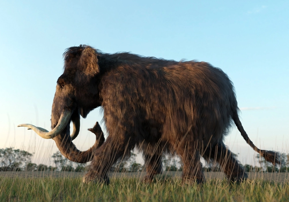 Archaeologists Uncover 13,600-Year-Old Mastodon Skull in Iowa