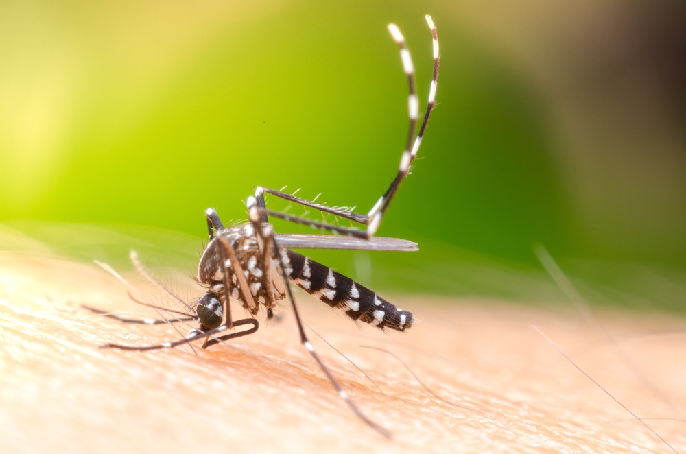 Climate Change Drives Dengue Fever to New Regions