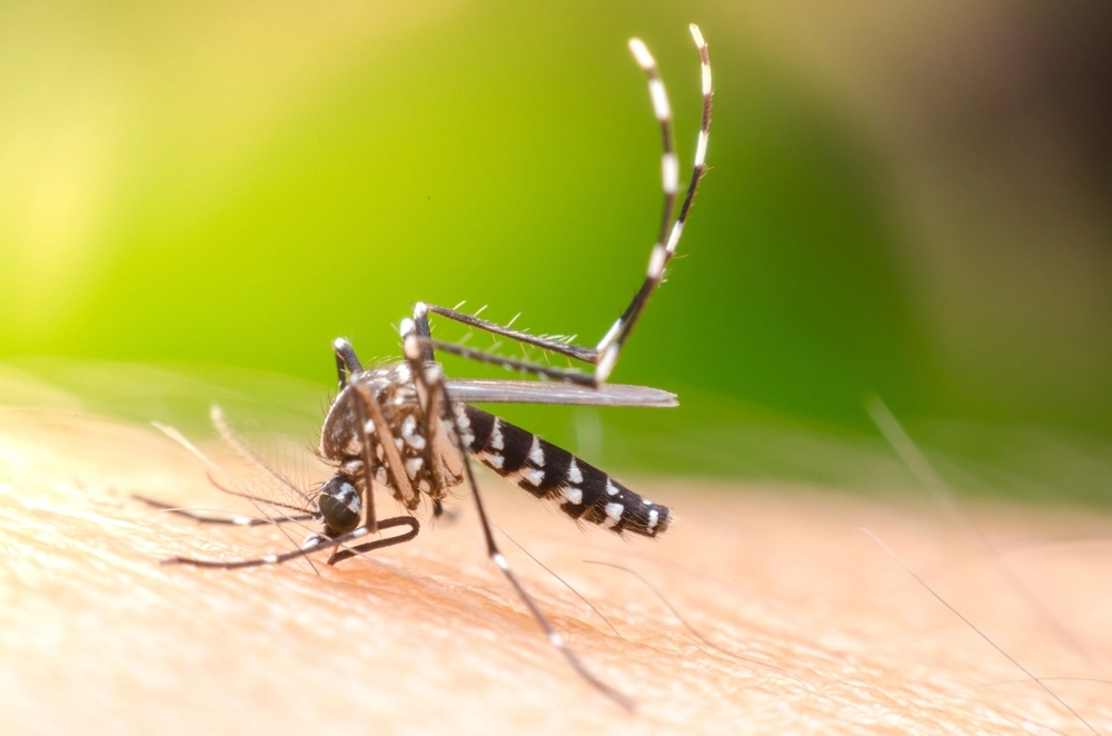 Climate Change Drives Dengue Fever to New Regions