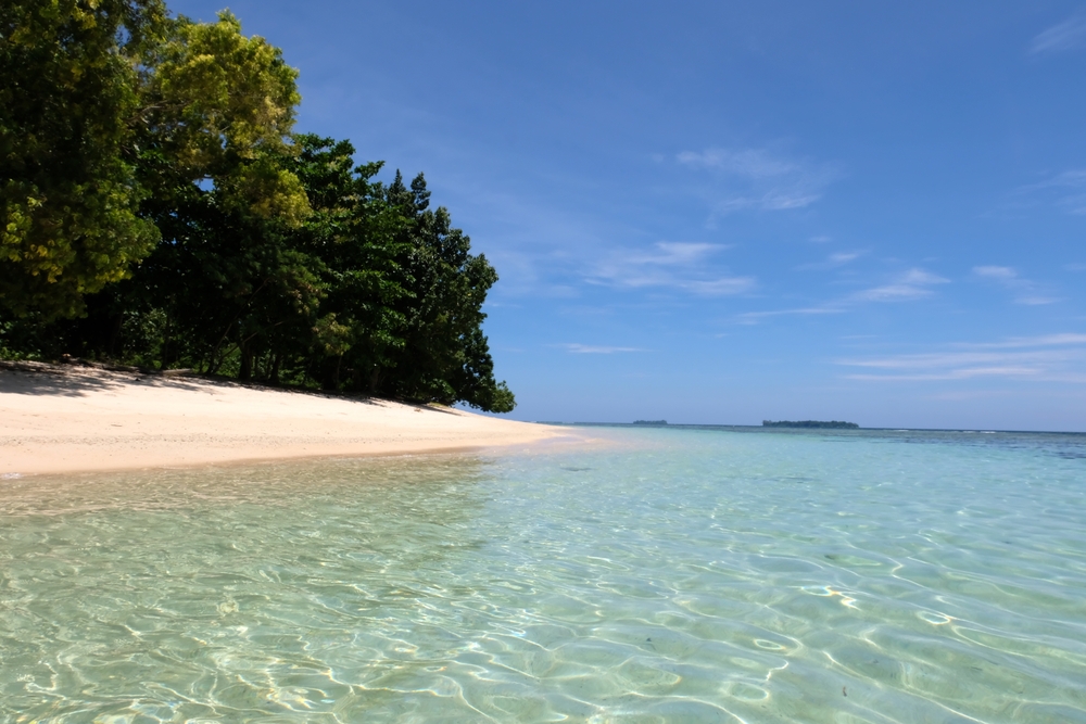 Lost Bird Species Found on Isolated South Pacific Island