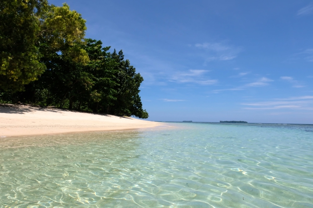 Lost Bird Species Found on Isolated South Pacific Island