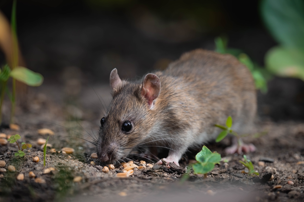 Cities Battle Rodent Infestations as Global Rat Populations Surge