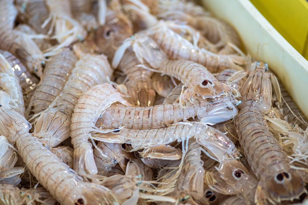 Invasive “Thumb Splitter” Shrimp Raises Alarm in New Zealand Waters