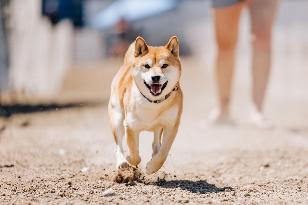 Watch the Video: Clever Dog Kidnaps Human to Lead It Home Again
