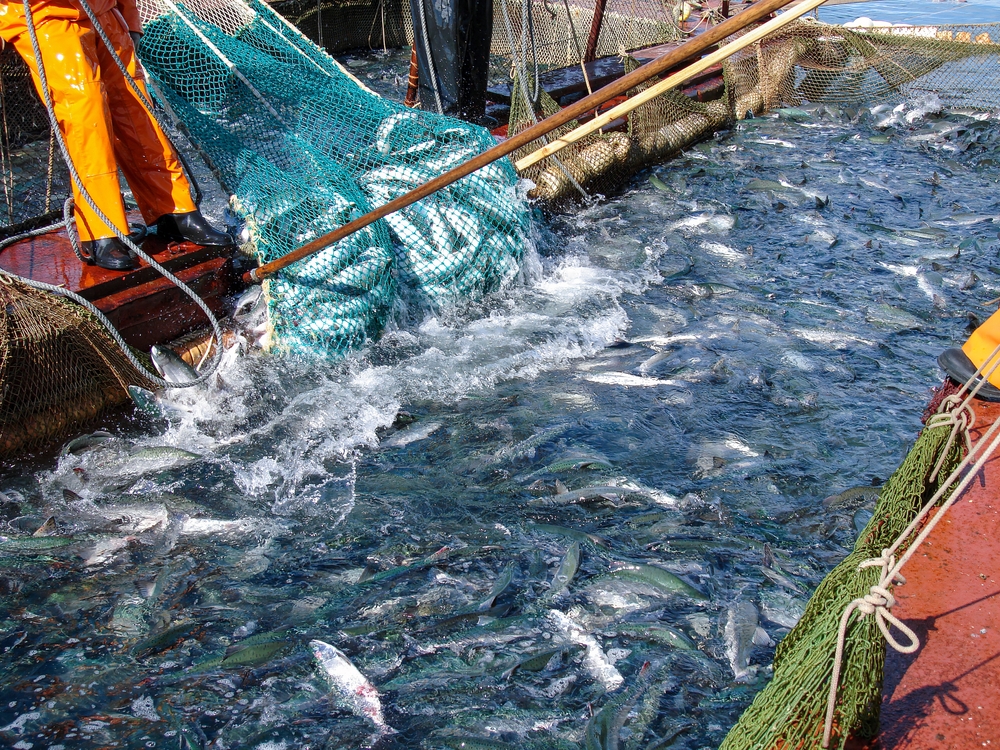 A Crucial Moment: Norway Restricts Salmon Fishing