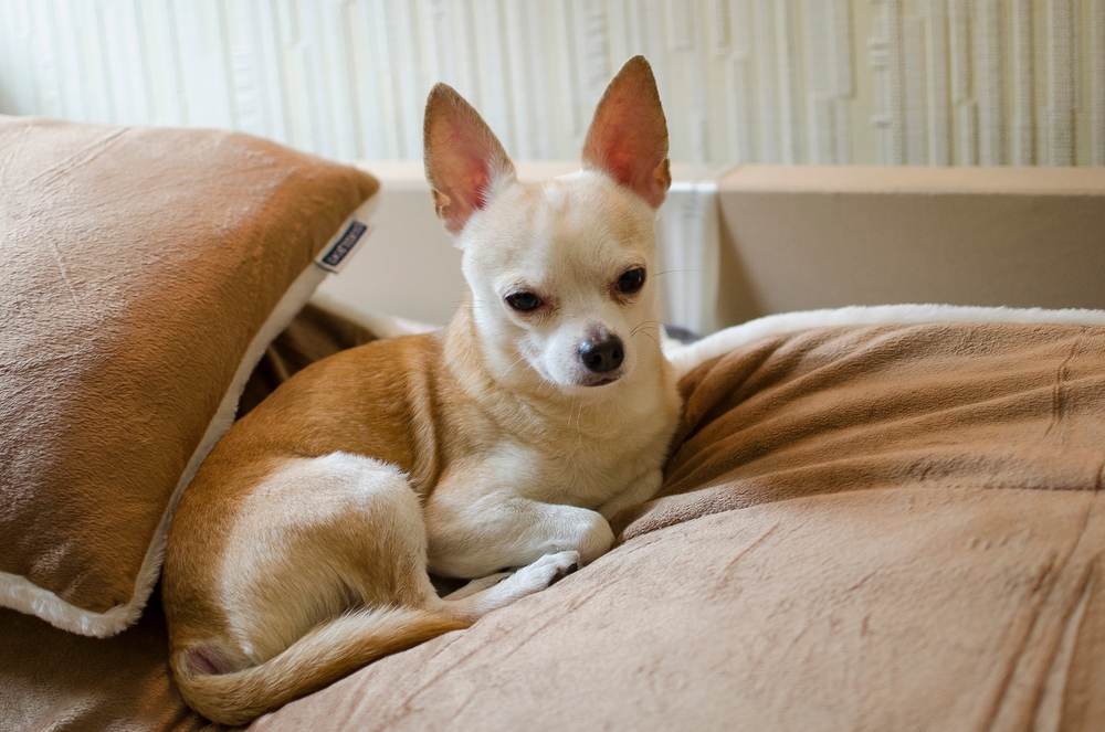 Tiny Chihuahua’s Heroin Mishap Lands Owners 15-Day Sentence