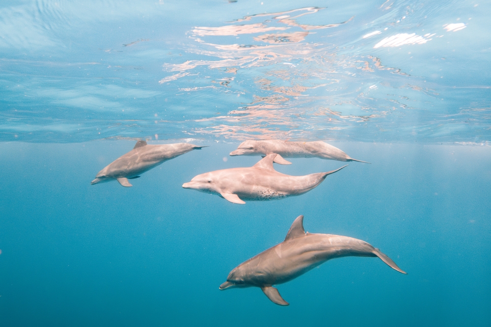 Nature’s Athletes: Olympic Feats from the Animal Kingdom