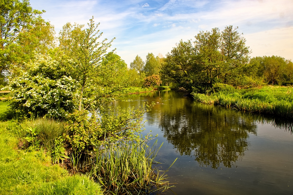 New Study Warns: Bee-Killing Pesticides Found in 85% of England’s Rivers