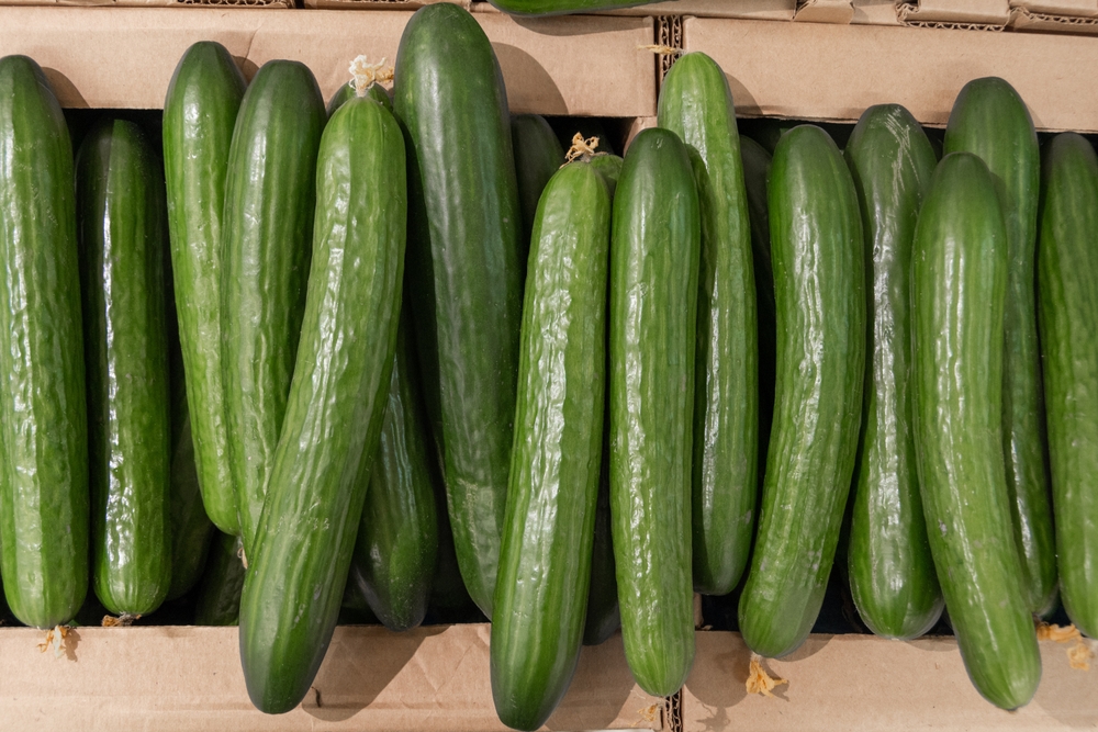 Cucumbers Recalled Due to Concerns of Listeria Contamination