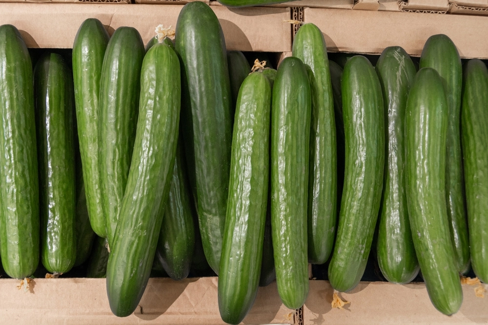 Cucumbers Recalled Due to Concerns of Listeria Contamination