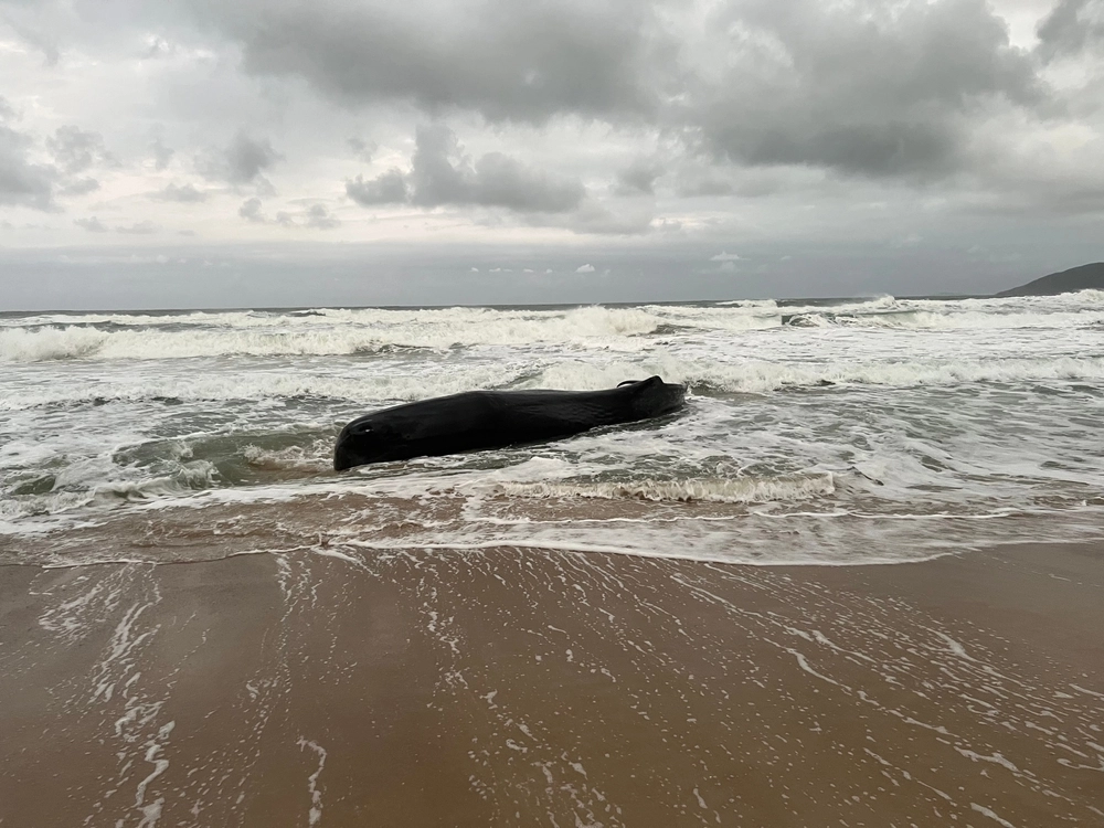 World’s Rarest Whale Studied for the First Time After Stranding
