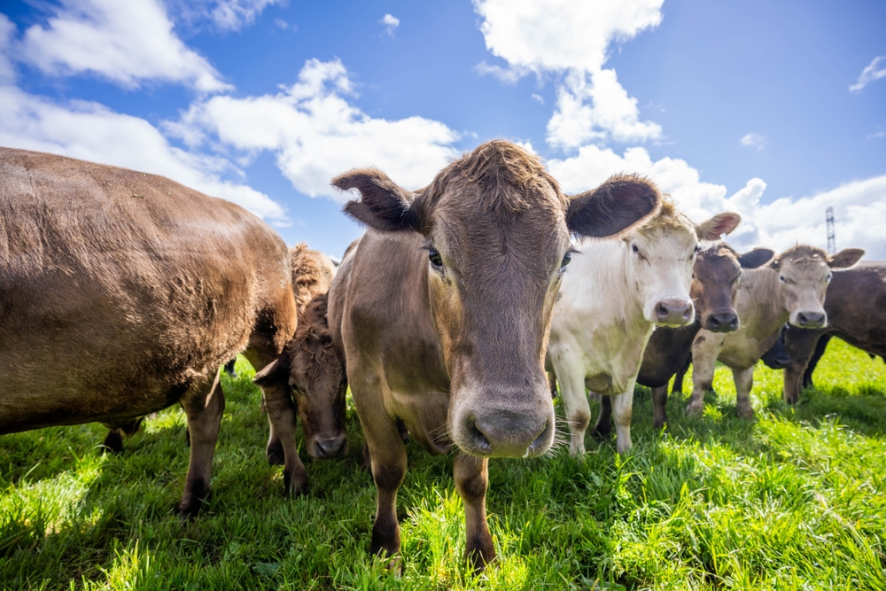 Denmark Will Become First Country to Tax Livestock Carbon Emissions