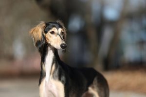 Like Having Money in Your Pocket? Then You Might Want to Avoid These 13 Expensive Dog Breeds